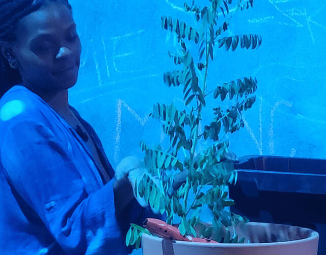 Indigo Plant Being Transferred to a Larger Pot